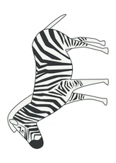 Zebra.pdf